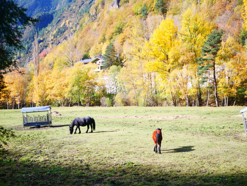 Chevaux et prairies